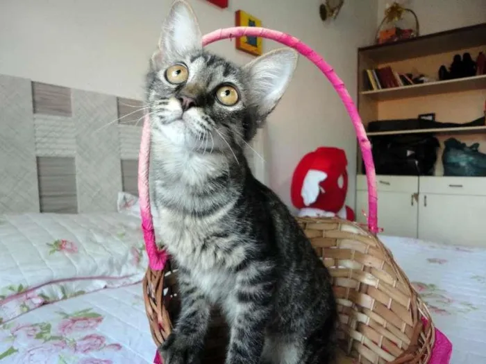 Gato ra a SRD idade 2 a 6 meses nome Sansão