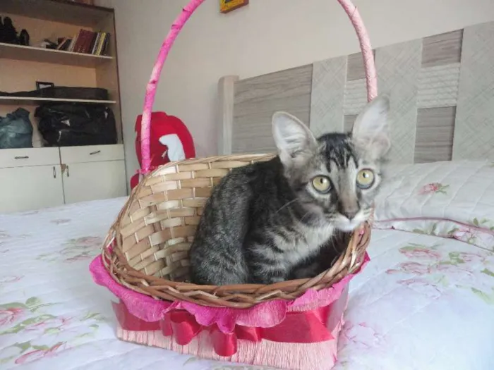 Gato ra a SRD idade 2 a 6 meses nome Sansão