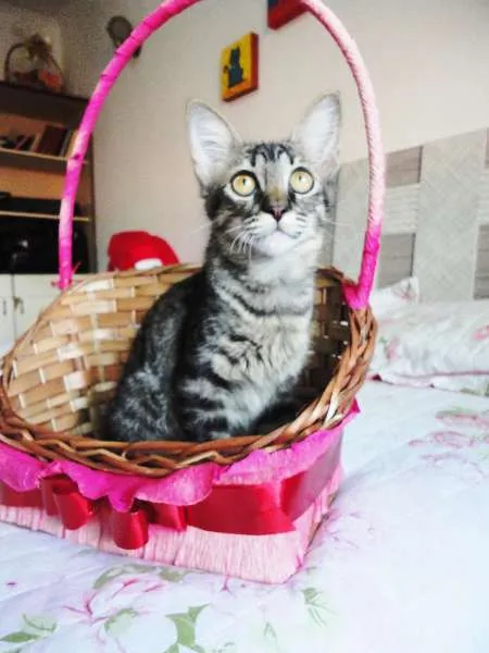 Gato ra a SRD idade 2 a 6 meses nome Sansão