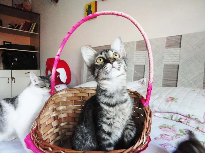 Gato ra a SRD idade 2 a 6 meses nome Sansão