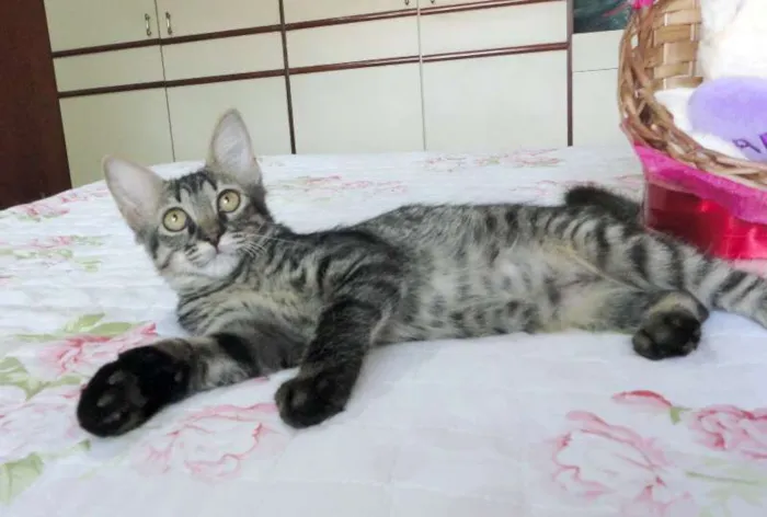 Gato ra a SRD idade 2 a 6 meses nome Sansão