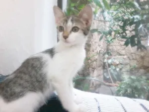 Gato raça SRD idade 2 a 6 meses nome Cherrie