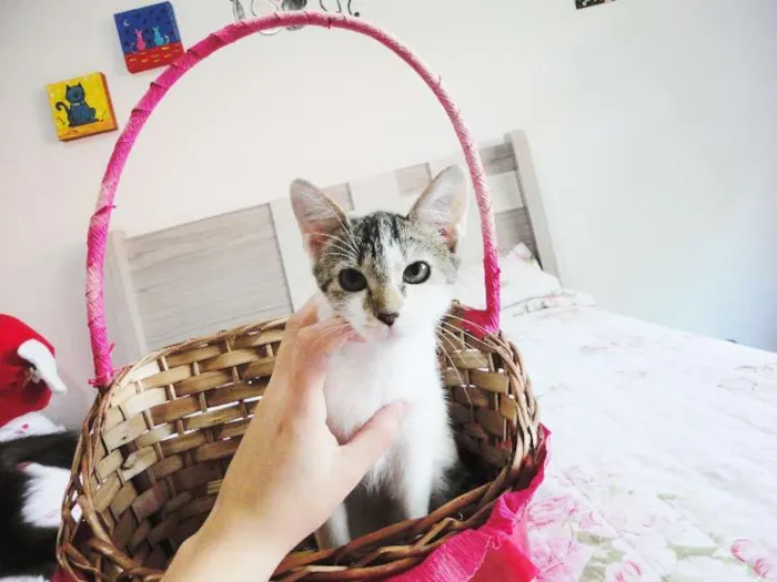 Gato ra a SRD idade 2 a 6 meses nome Cherrie