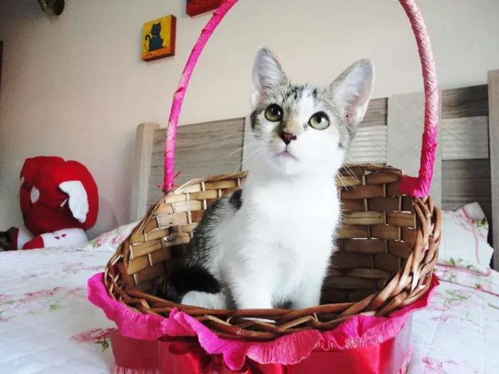 Gato ra a SRD idade 2 a 6 meses nome Cherrie