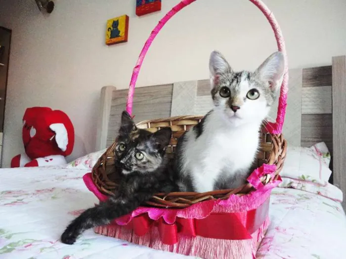 Gato ra a SRD idade 2 a 6 meses nome Cherrie