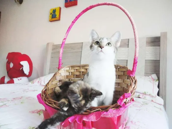 Gato ra a SRD idade 2 a 6 meses nome Cherrie