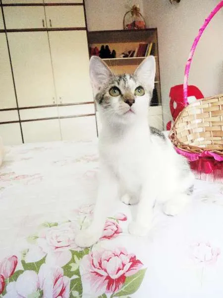 Gato ra a SRD idade 2 a 6 meses nome Cherrie