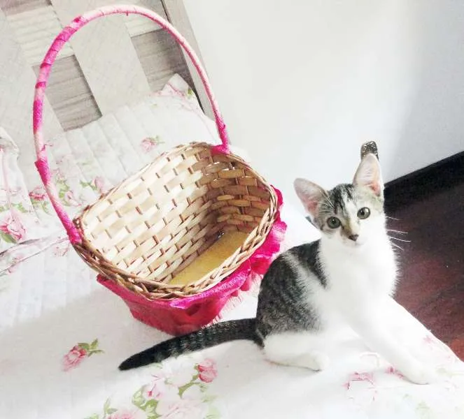 Gato ra a SRD idade 2 a 6 meses nome Cherrie