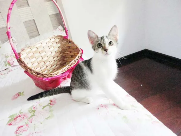 Gato ra a SRD idade 2 a 6 meses nome Cherrie