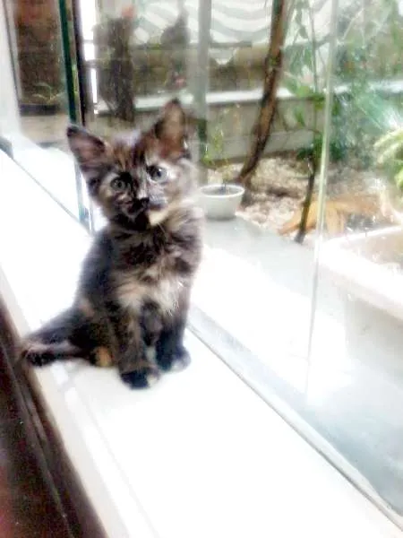 Gato ra a SRD idade 2 a 6 meses nome Charlotte