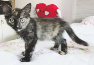 Gato raça SRD idade 2 a 6 meses nome Charlotte