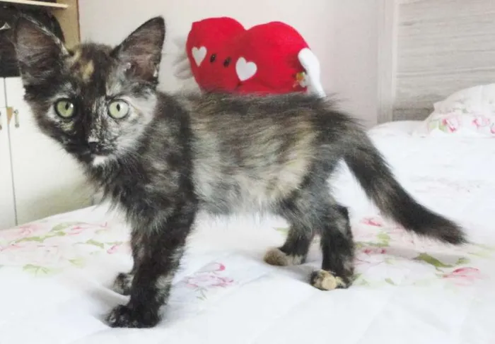 Gato ra a SRD idade 2 a 6 meses nome Charlotte