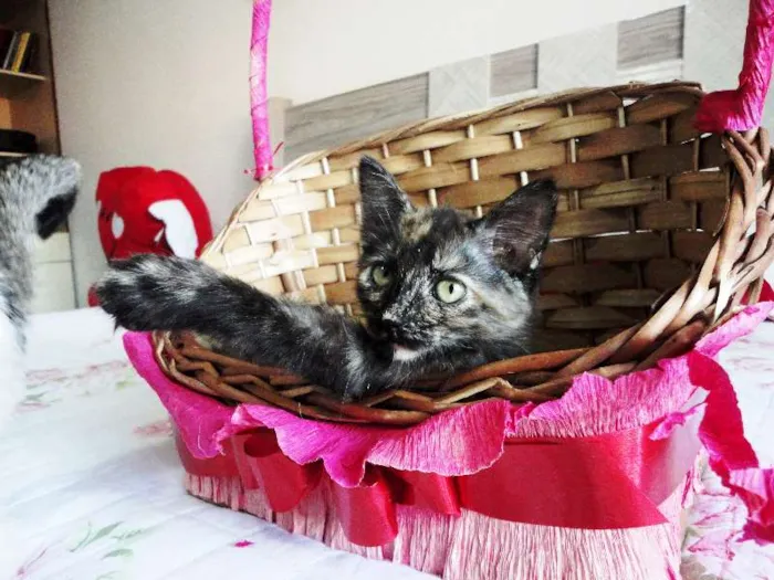 Gato ra a SRD idade 2 a 6 meses nome Charlotte
