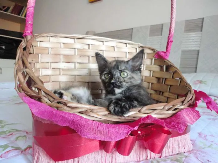 Gato ra a SRD idade 2 a 6 meses nome Charlotte