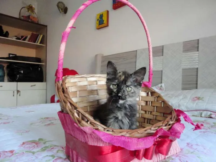 Gato ra a SRD idade 2 a 6 meses nome Charlotte