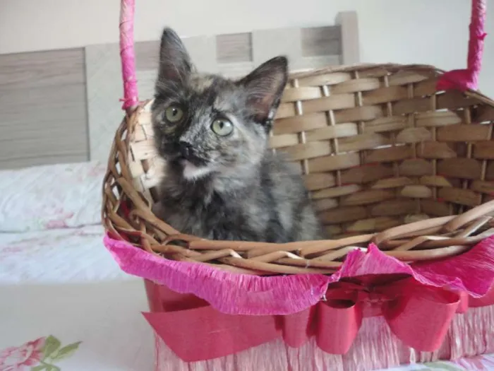 Gato ra a SRD idade 2 a 6 meses nome Charlotte