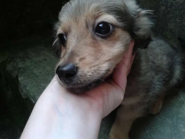 Cachorro ra a Basset-Cofap e Maltês idade 2 a 6 meses nome não tem nome