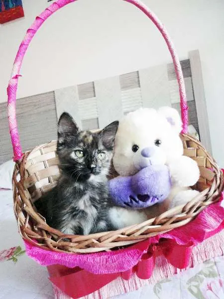 Gato ra a SRD idade 2 a 6 meses nome Charlotte
