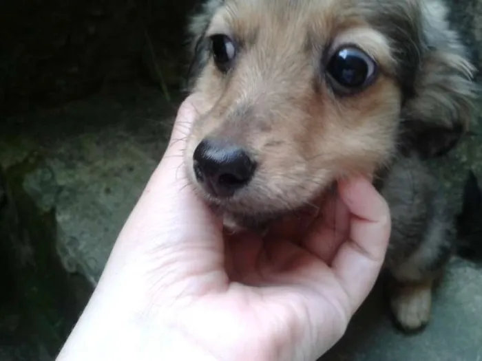 Cachorro ra a Basset-Cofap e Maltês idade 2 a 6 meses nome não tem nome