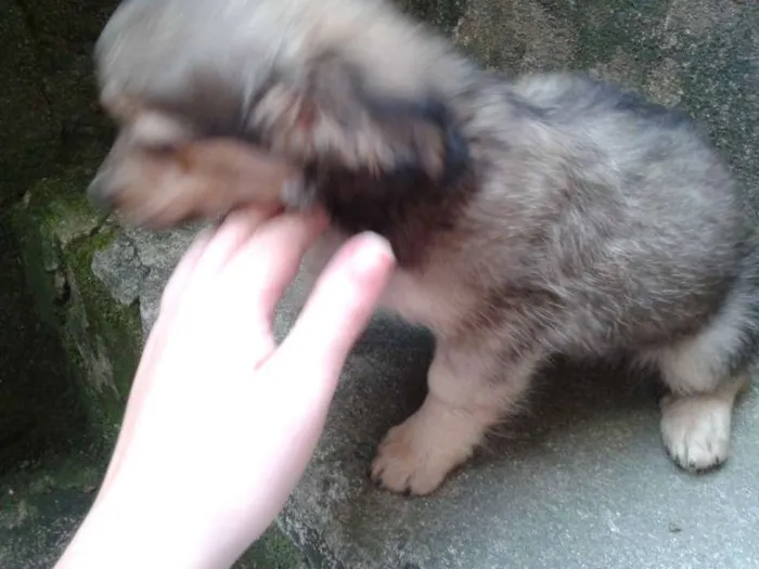 Cachorro ra a Basset-Cofap e Maltês idade 2 a 6 meses nome não tem nome