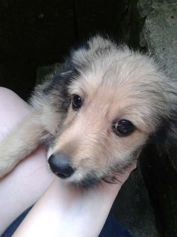 Cachorro ra a Basset-Cofap e Maltês idade 2 a 6 meses nome não tem nome