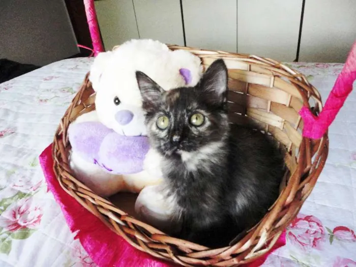 Gato ra a SRD idade 2 a 6 meses nome Charlotte
