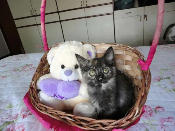 Gato ra a SRD idade 2 a 6 meses nome Charlotte