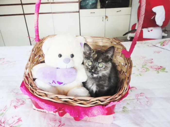 Gato ra a SRD idade 2 a 6 meses nome Charlotte
