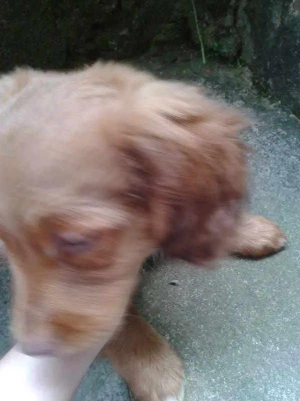 Cachorro ra a Basset-Cofap e Maltês idade 2 a 6 meses nome não tem nome