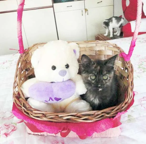 Gato ra a SRD idade 2 a 6 meses nome Charlotte