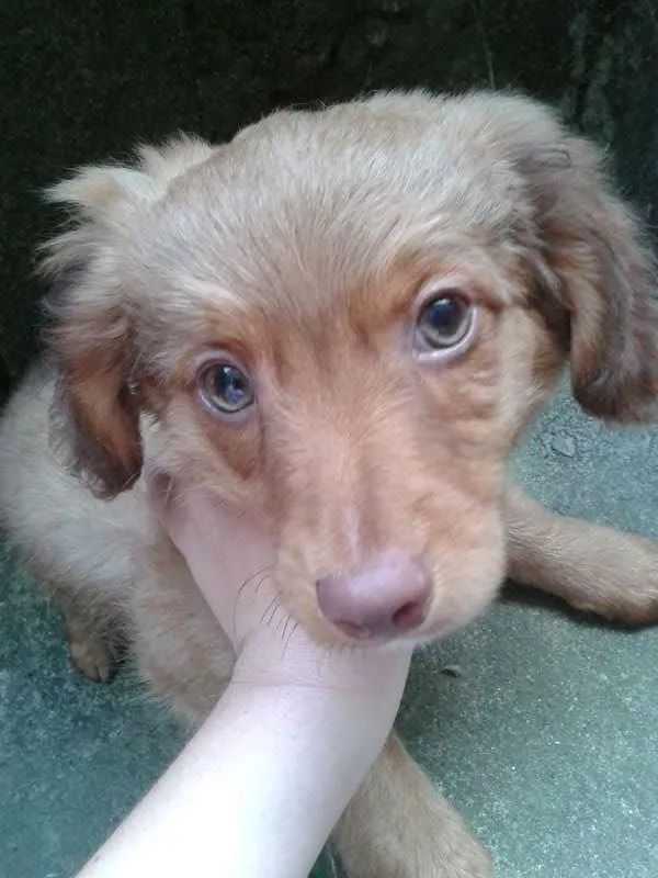 Cachorro ra a Basset-Cofap e Maltês idade 2 a 6 meses nome não tem nome
