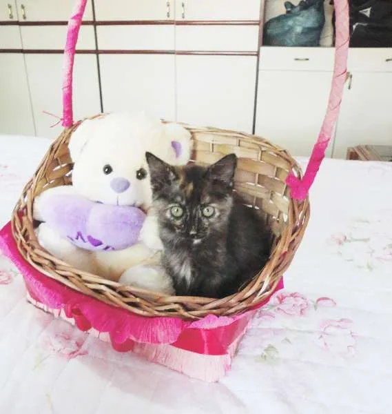 Gato ra a SRD idade 2 a 6 meses nome Charlotte