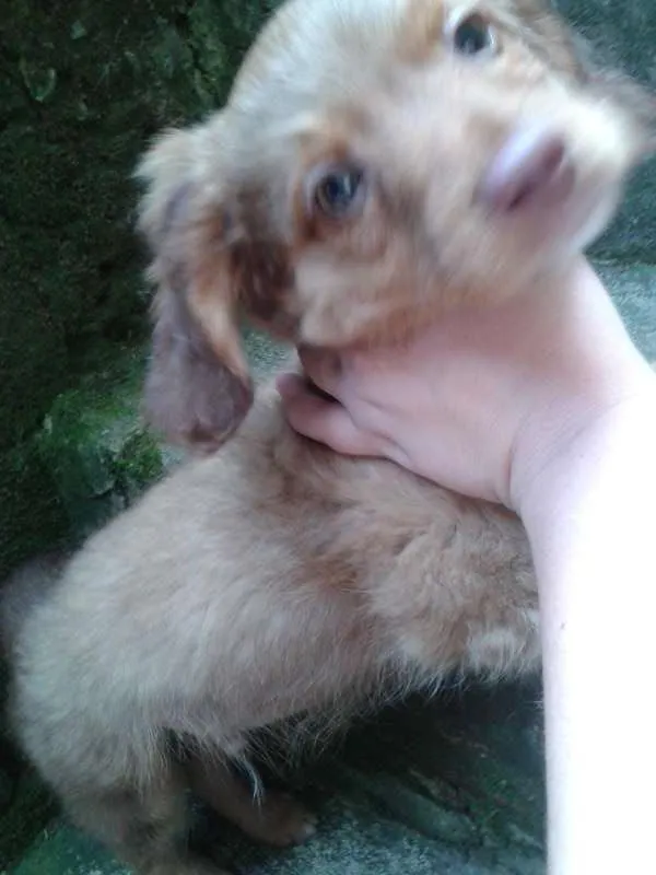 Cachorro ra a Basset-Cofap e Maltês idade 2 a 6 meses nome não tem nome
