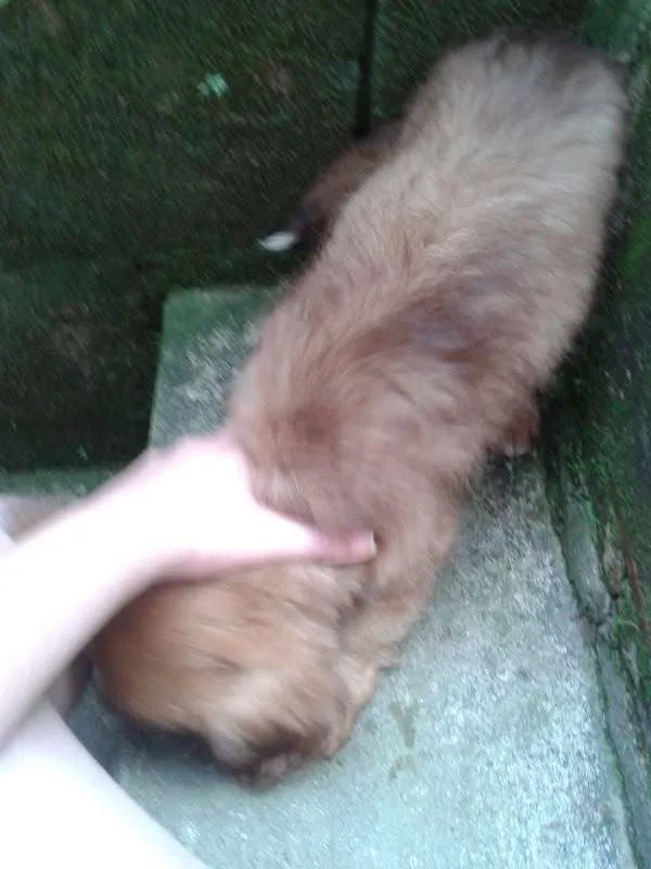 Cachorro ra a Basset-Cofap e Maltês idade 2 a 6 meses nome não tem nome