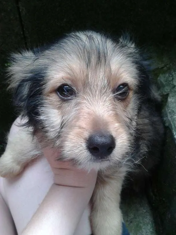 Cachorro ra a Basset-Cofap e Maltês idade 2 a 6 meses nome não tem nome