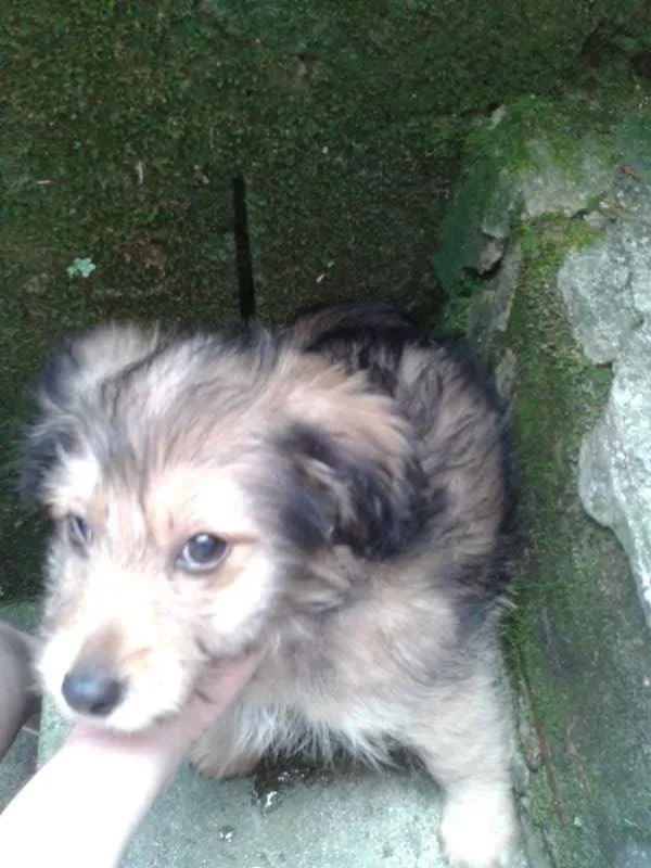 Cachorro ra a Basset-Cofap e Maltês idade 2 a 6 meses nome não tem nome