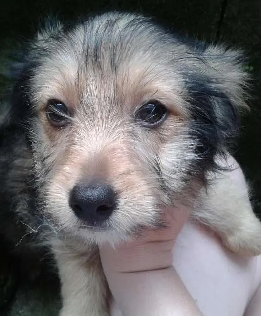 Cachorro ra a Basset-Cofap e Maltês idade 2 a 6 meses nome não tem nome