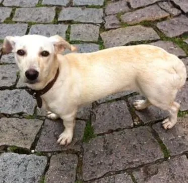 Cachorro ra a  idade 7 a 11 meses nome Mel