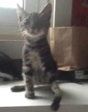 Gato raça Srd idade 2 a 6 meses nome Theo