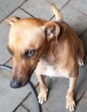 Cachorro ra a srd idade 1 ano nome NAO SEI