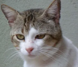 Gato raça SRD idade 3 anos nome CHIQUINHO E MEL