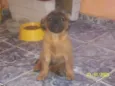 Betina
