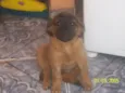 Betina