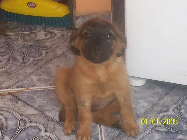 Cachorro ra a SRD idade Abaixo de 2 meses nome Betina