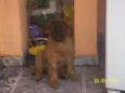 Betina