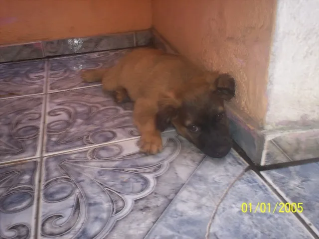 Cachorro ra a SRD idade Abaixo de 2 meses nome Betina