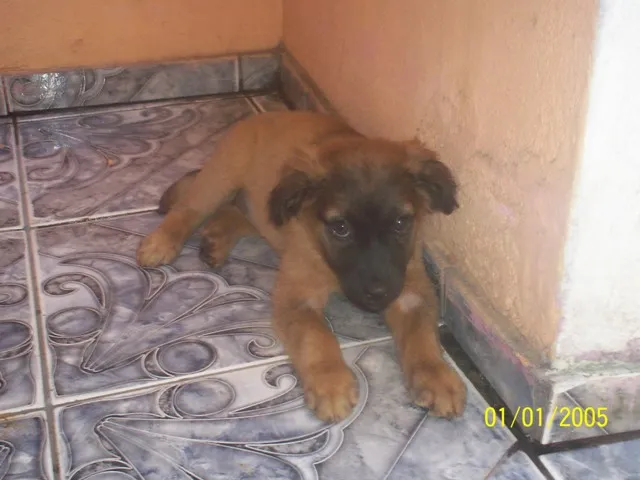 Cachorro ra a SRD idade Abaixo de 2 meses nome Betina