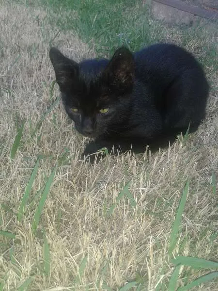 Gato raça indefinida idade 2 a 6 meses nome sem nome