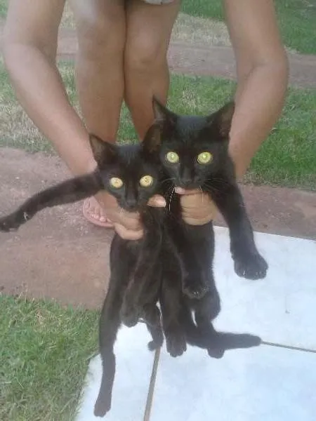 Gato raça indefinida idade 2 a 6 meses nome sem nome