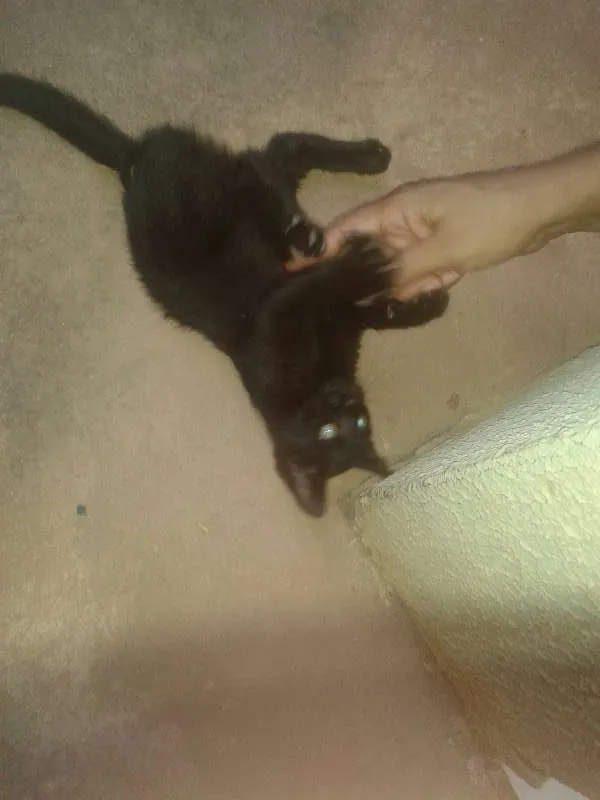 Gato raça indefinida idade 2 a 6 meses nome sem nome
